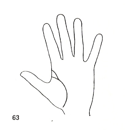 Las Lineas de la Mano