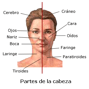 Partes Del Cabello