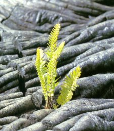 Tierra [vulcnica] y planta