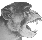Imagen artística de un Aegyptopithecus, reconstruido a partir de los fósiles de El fayum (Egipto).