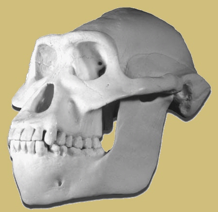 Reconstrucción de un cráneo de Australopithecus afarensis.