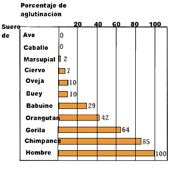 Gráfica en la que se pone de manifiesto la proximidad evolutiva de ciertas especies por el porcentaje de aglutinación de sus proteínas sanguíneas: a mayor porcentaje, más proximidad evolutiva"