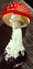 Amanita muscaria