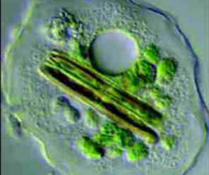 Célula eucariota.