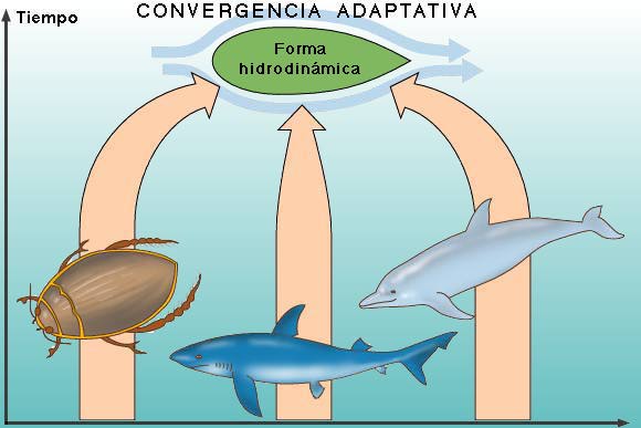 "Diagrama que muestra cmo diferentes seres vivos desarrollan la misma forma porque viven en el mismo medio."