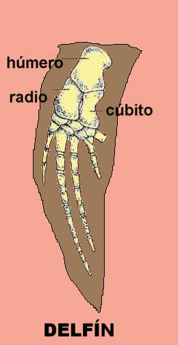 Anatomía interna de la aleta de un delfín, idéntica a la del ala del murciélago