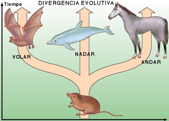 "Diagrama que muestra cmo de un antepasado comn salen varias especies adaptadas a diferentes medios."