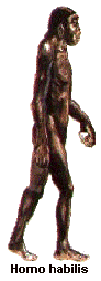 Homo habilis, en posición completamente bípeda.