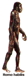 Homo habilis