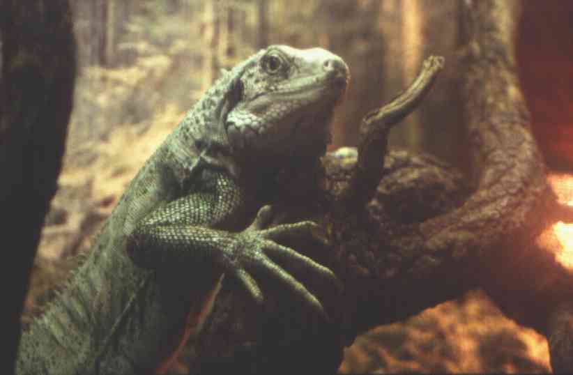 Iguana