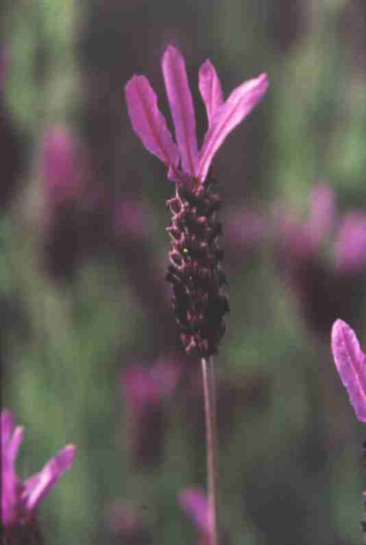 Lavandula