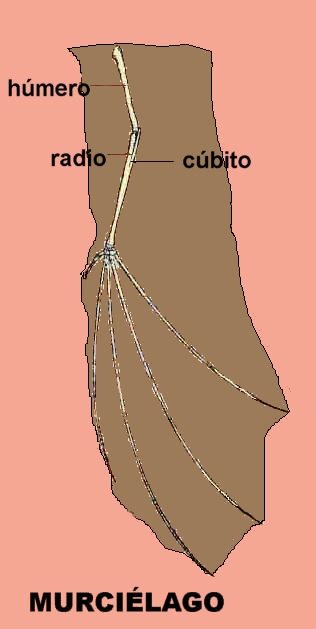 Anatomía interna del ala del murciélago, idéntica a la de la aleta de un delfín