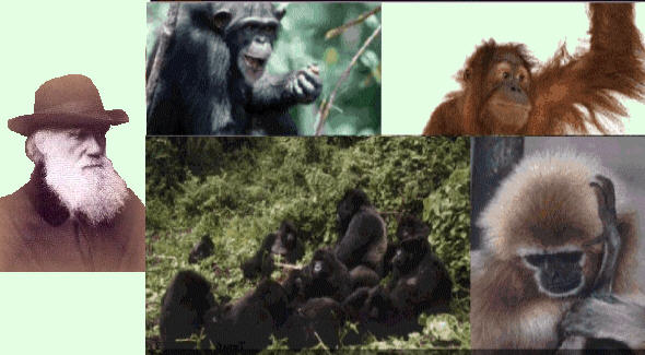 Un chimpanc, un orangutn, unos gorilas y un gibn representados junto a C. Darwin.