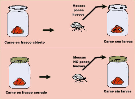 Redi demostró que si las moscas no podían entrar al frasco, no salían larvas en la carne 