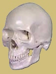 Cráneo reconstruído de Homo sapìens.