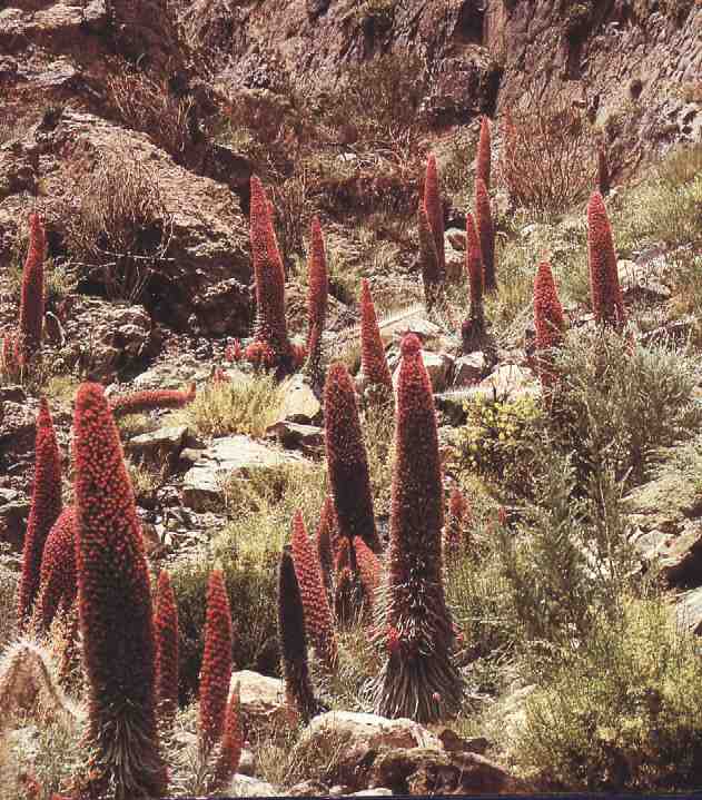 Paisaje en suelos volcánicos jóvenes, dominado por el taginaste rojo.