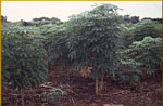 Plantación de Yuca