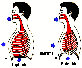 Fases de la Respiracion