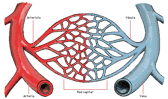 Los Capilares son vasos muy finos en que se dividen las arterias y que penetran por todos los rganos del cuerpo, al unirse de nuevo forman las venas. 