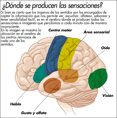 cerebro