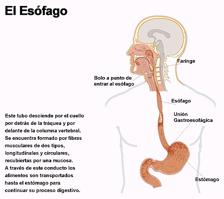 esofago
