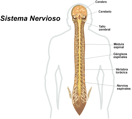 sistema nervioso
