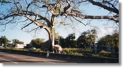 Ceiba