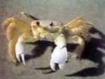Cangrejo, artrpodo crustceo