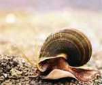 Caracol de tierra, molusco gasterpodo