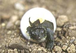 Eclosin de un huevo de reptil
