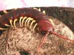 escolopnedra, artrpodo miripodo