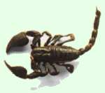 escoprpin, artrpodo arcnido