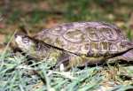 galpago, reptil quelnido
