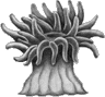 Filum Cnidarios, plipos