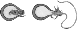 Tentculos de Medusas