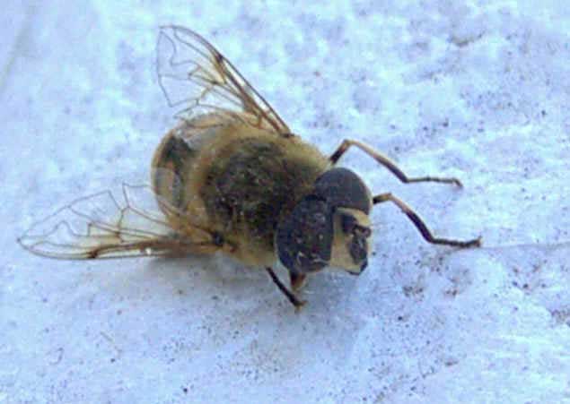 Abeja. Imagen: De Mier y Leva.