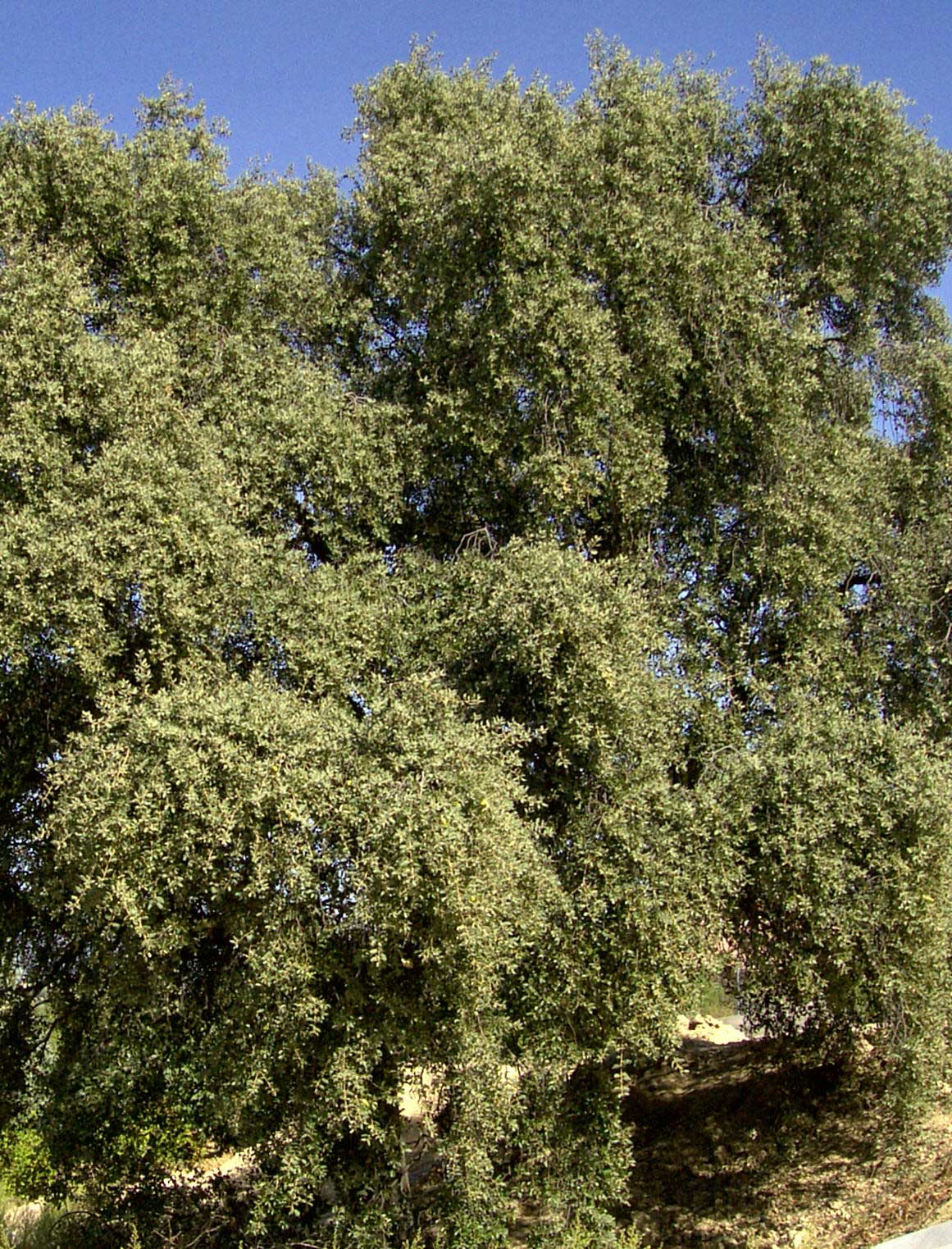 Encina. Imagen: De Mier y Leva.