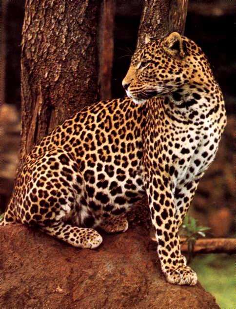 Leopardo
