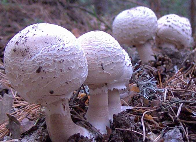 Lepiotas. Imagen: De Mier y Leva.