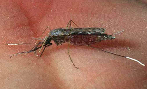 Mosquito. Familia Culicidade