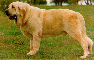 Mastín.