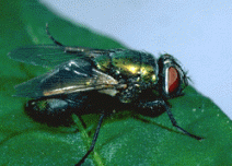 Mosca verde. Orthellia comicina
