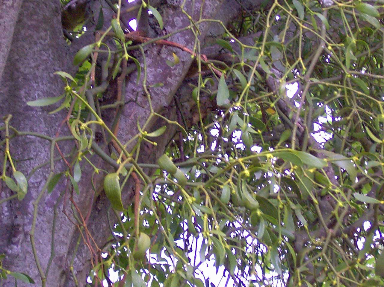 El murdago es una planta parsita de otras plantas. Imagen: De Mier y Leva.