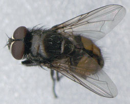 Musca autumnalis