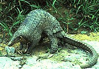 El pangoln es un mamfero del orden Folidotos.