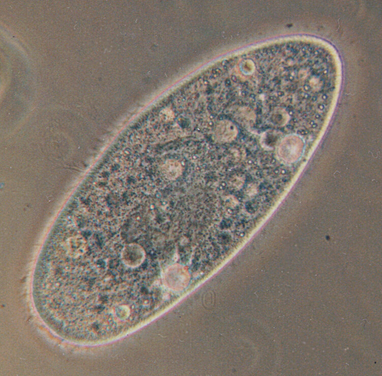 Protozoo ciliado
