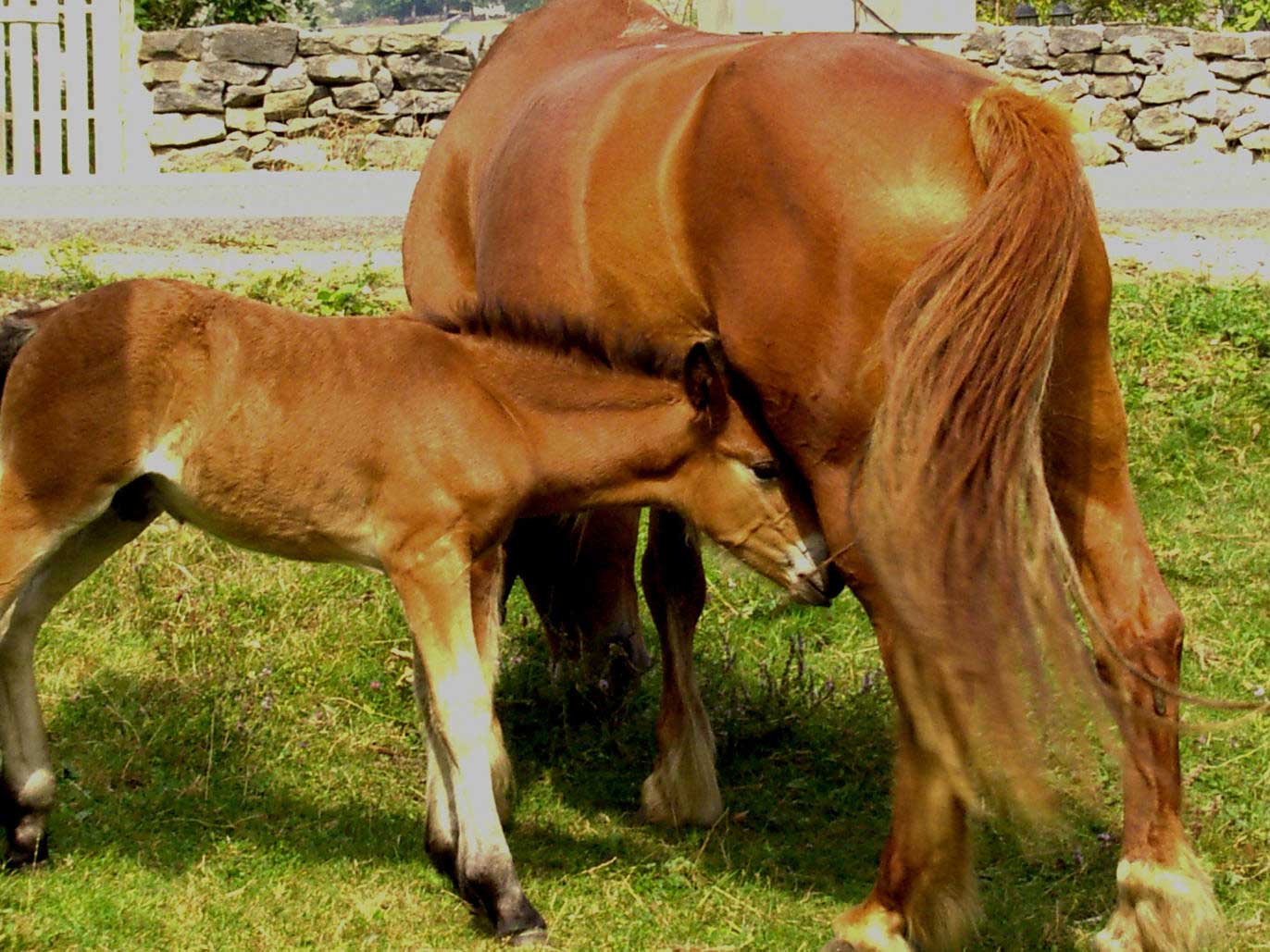 Potro con su madre. Imagen: De Mier y Leva.