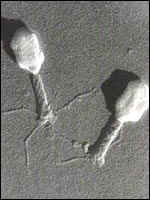 Virus bacteriófago