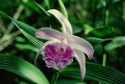 Orqudea
