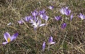 crocus